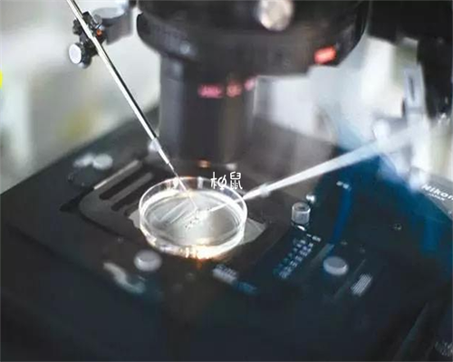 揭秘供卵代孕公司排名与提高成功率的关键因素