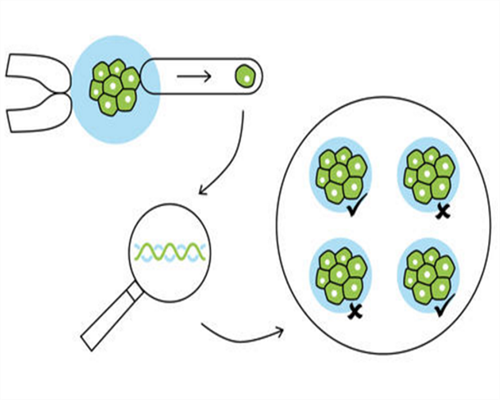 上海供卵试管中介与仁济医院供卵时间解析及机构选择指南