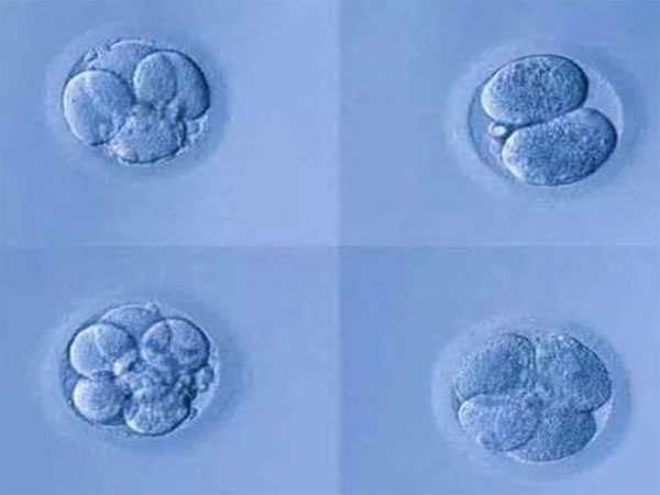 荆州试管婴儿代生_荆州靠谱代生那里有_为什么说做二代试管移植优胚的都是生