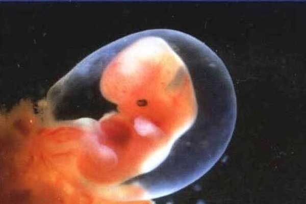 宜春正规供卵咨询_武汉助孕试管婴儿胚胎移植后大约几天可以验孕检查呢？