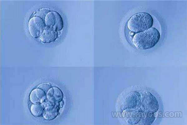 中卫代孕公司包生男孩_中卫代孕供卵多少_囊胚培养，做试管婴儿我们是否需要
